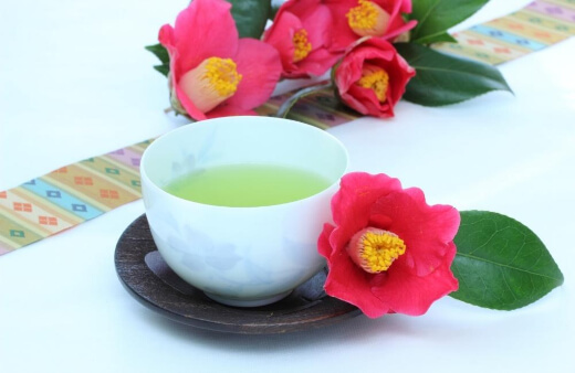Mature Camellia Sinensis plants can be used for tea production