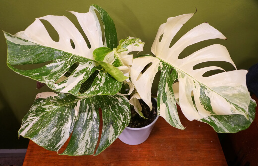 Monstera Albo Borsigiana could be seen as the Mondrian of the variegated Monsteras