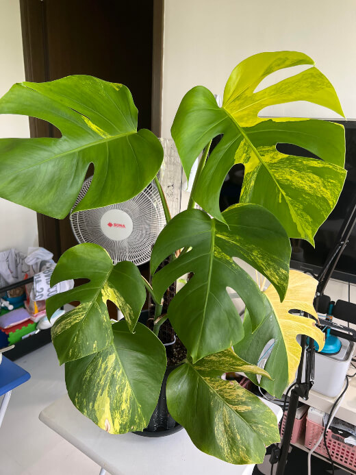 Monstera Aurea Borsigiana is blocky and patchy with bright shades of zesty, electric, lime green