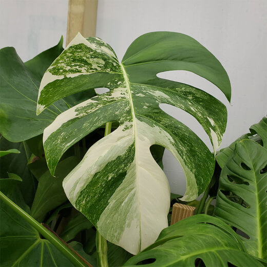 Monstera Mint Borsigiana has a mixture of both white and green dappled colouring which can be blocky and patchy in its gentle brushstrokes of pastels