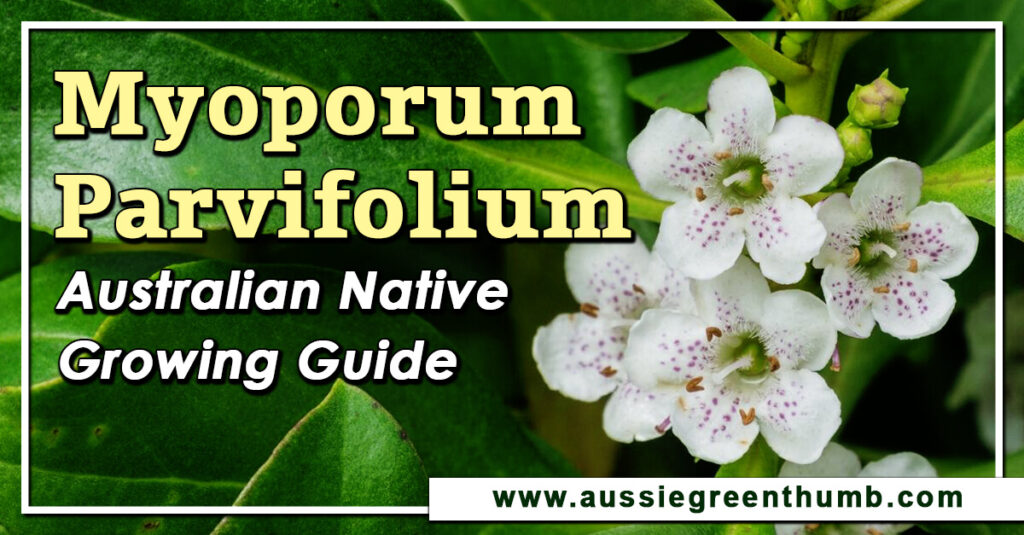 Myoporum Parvifolium Australian Native Growing Guide