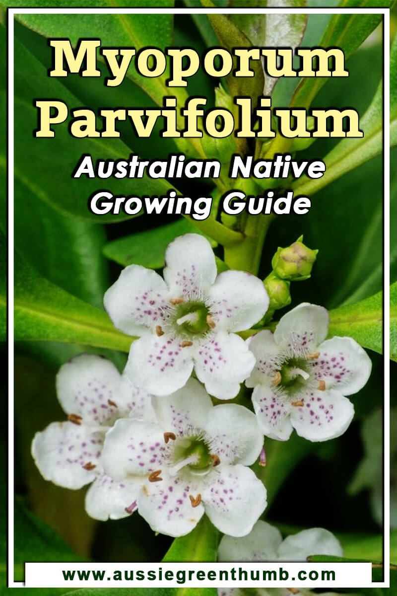 Myoporum Parvifolium Australian Native Growing Guide