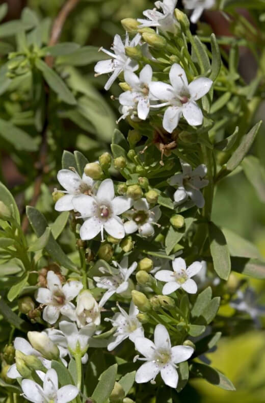 Myoporum Parvifolium Propagation