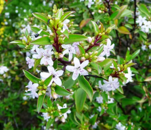 Myoporum Viscosum earns the name sticky boobialla and has the same general features as the other varieties in the Myoporum family