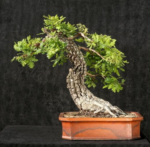 Oak Bonsai Tree are distinctive and grow smaller than their full-sized counterparts