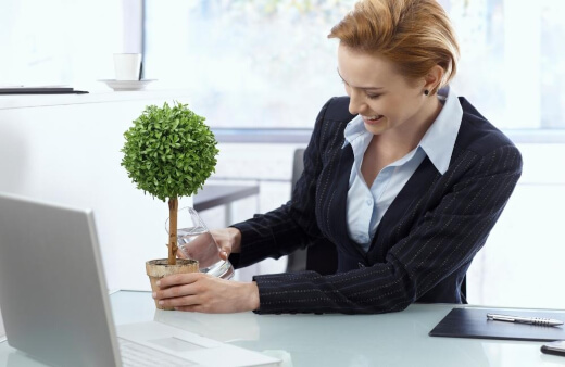 Office plants and more importantly evergreen plants can have a calming and relaxing effect