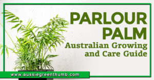 Parlour Palm Australian Growing and Care Guide