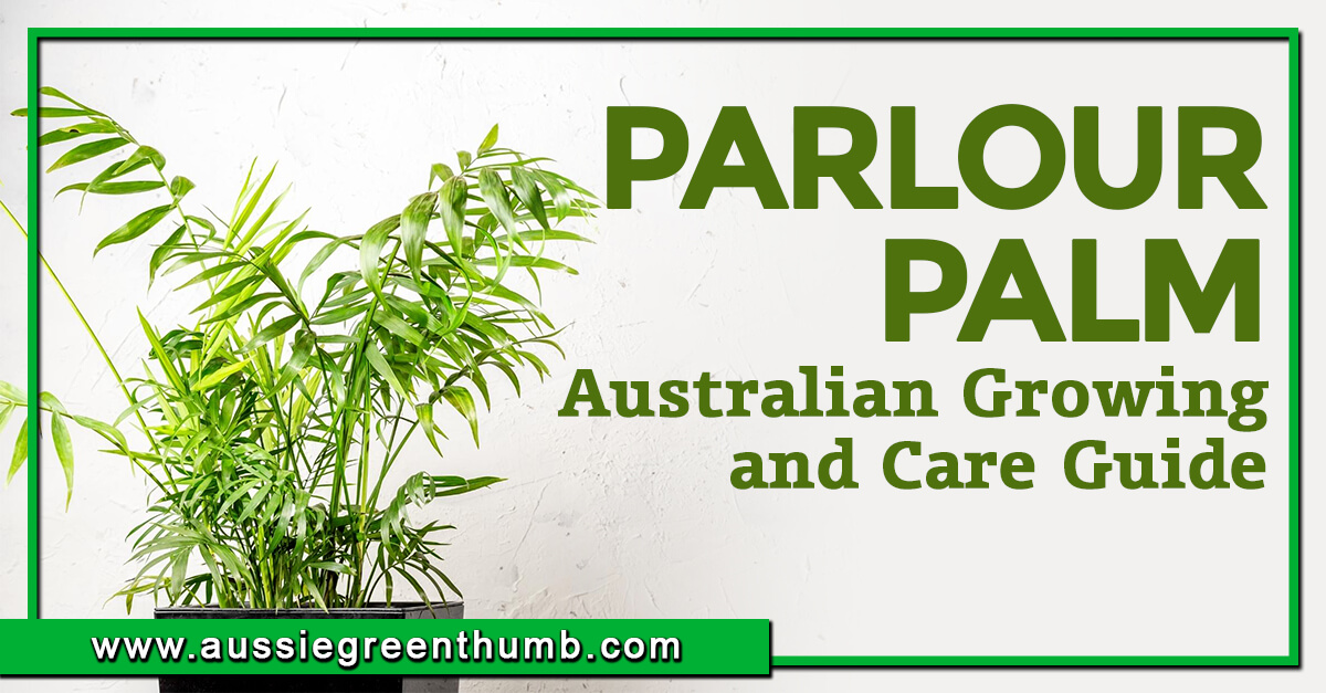 Parlour Palm (Chamaedorea elegans) Grow and Care Guide AGT