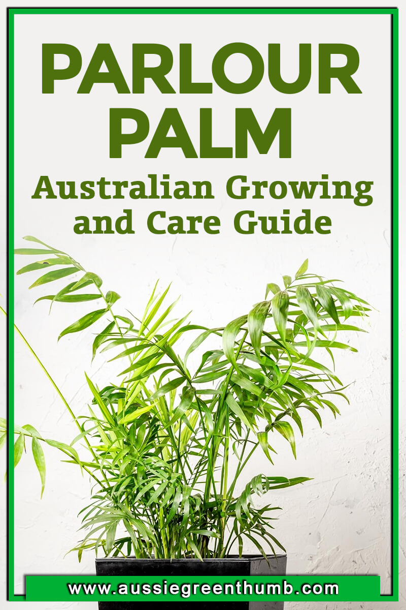 Parlour Palm Australian Growing and Care Guide