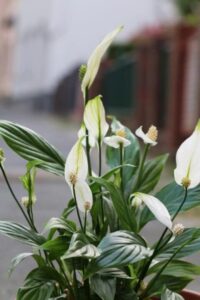 Peace Lily (Spathiphyllum) Growing Guide : AGT