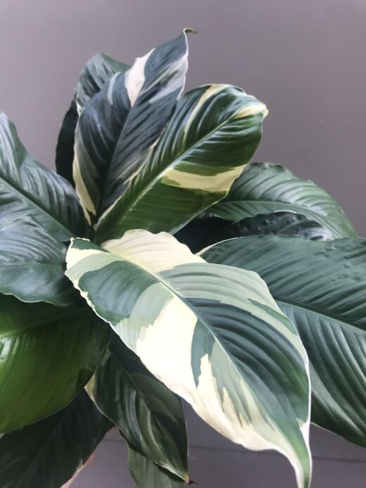 Peace Lily Picasso (Spathiphyllum Picasso)