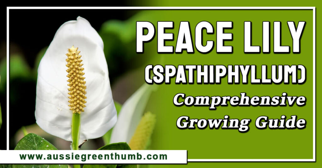 Peace Lily (Spathiphyllum) Comprehensive Growing Guide