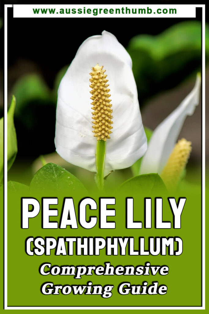 Peace Lily Spathiphyllum Growing Guide Agt