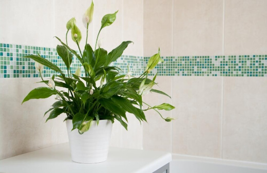 Peace Lily are utterly stunning, evergreen with gentle white blooms that appear almost throughout the year