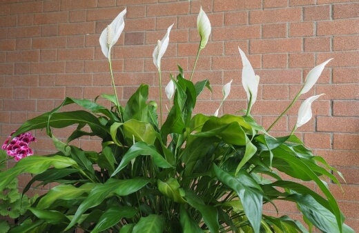 Peace lilies are graceful flowering tropical houseplants