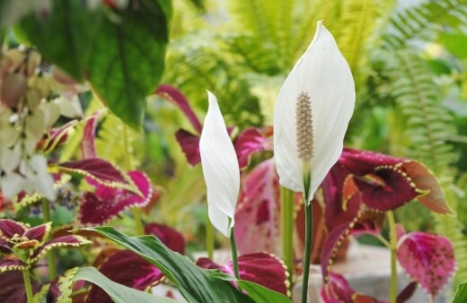 Peace lily, or Spathiphyllum, is a wide genus of nearly fifty species of flowering plants in the family Araceae