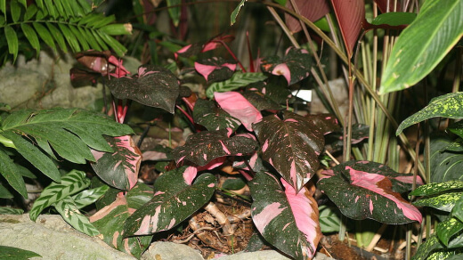 Philodendron Pink Princess Care Tips