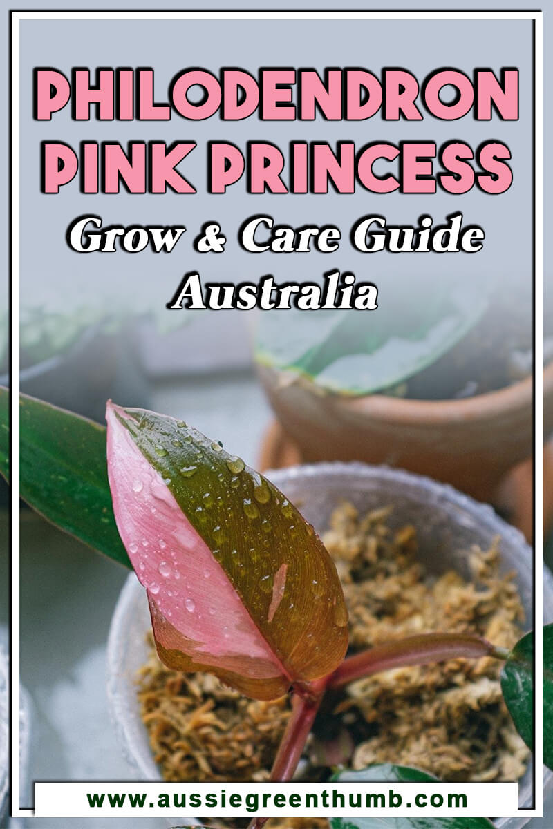 Philodendron Pink Princess Grow & Care Guide Australia
