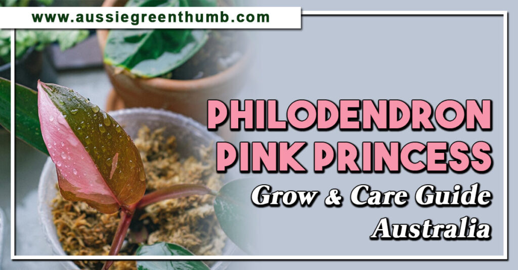 Philodendron Pink Princess Grow & Care Guide Australia