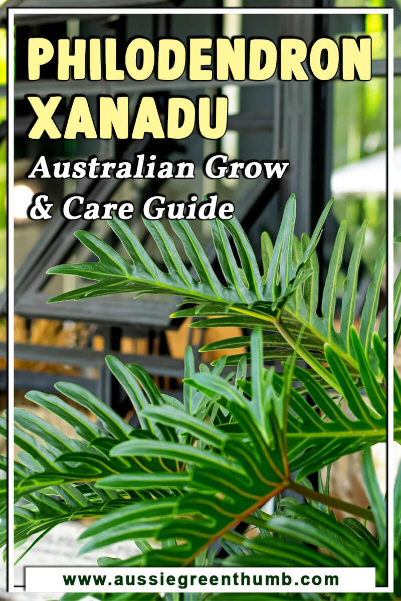 Philodendron Xanadu Australian Grow & Care Guide