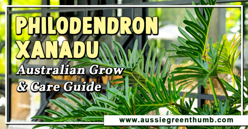 Philodendron Xanadu Australian Grow & Care Guide