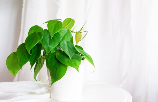 Philodendrons are popular office plants, prized for their large leaves and absolute tolerance for lower light levels
