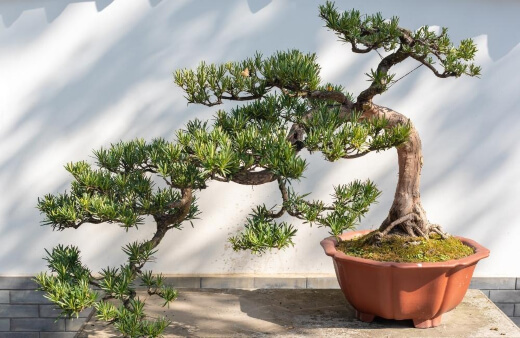 Pine Bonsai Trees needs serious care and attention as, like conifers, they don’t grow from old wood