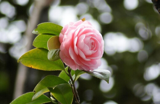 Pink Perfection Camellia have flowers that mimic the mindful symmetry of lotus blooms
