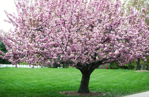 Planting Cherry Blossom Tree