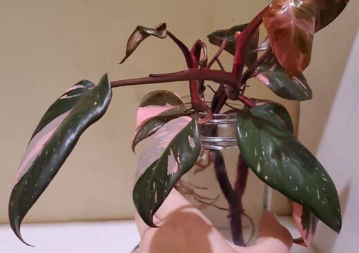 Planting the Philodendron Pink Princess