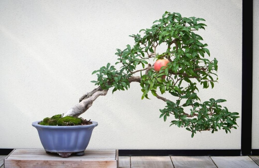 Pomegranate Bonsai are adorable miniatures, with fruits that stick to the scale of the tree, which can lead to a beautiful small tree covered in tiny crimson-orange fruits