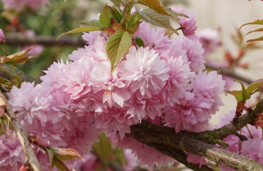 Prunus Kiku Shidare Zakura is best for large gardens as it can grow up to 6m across and completely cover the earth beneath at maturity