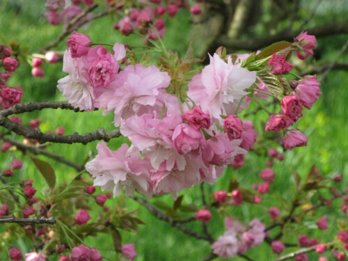 Prunus Pink Perfection is one of the most popular cherry trees in the world today