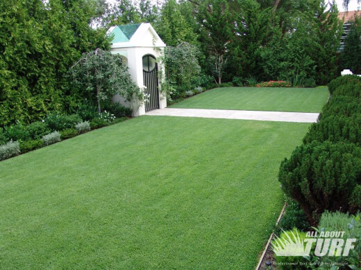Queensland Blue Couch Grass is a fine, soft-leaved grass that offers a fantastic under-foot feel