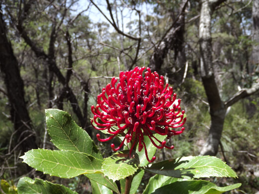 Referred to as the Gibraltar Range Waratah, Telopea Aspera is another crimson bloomer with particularly large flowers