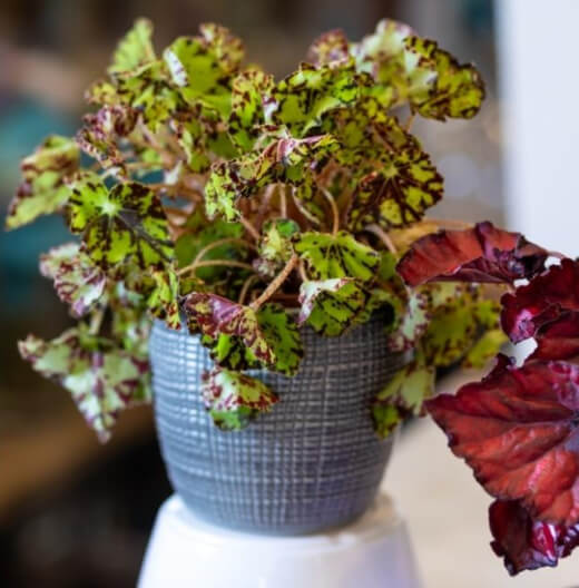 Rex Begonias are a great option if you’re looking for something a little different and exciting for an office plant