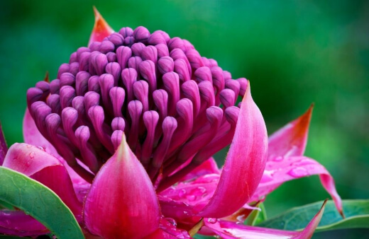 Shady Lady Waratah is a cross between the speciosissima and oreades and it is known to be a big garden performer