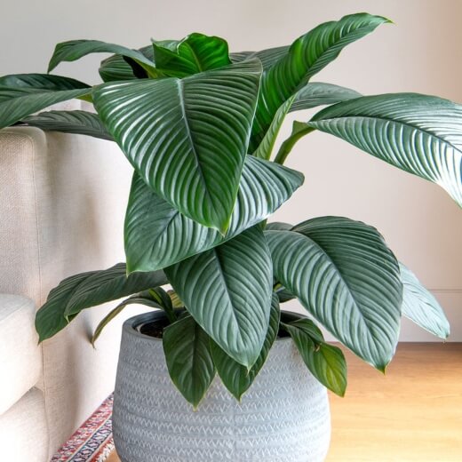 Spathiphyllum Sensation is the biggest peace lily you can readily buy in garden centres