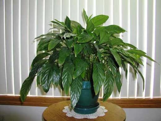 Spathiphyllum Sonia has leaves and flowers that are about 50-60cm tall at maturity
