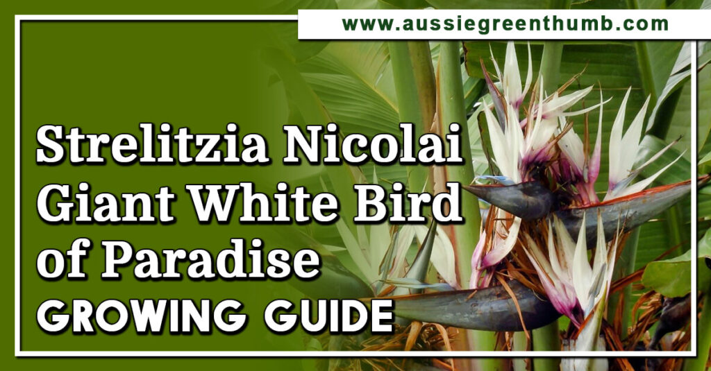 Strelitzia Nicolai Giant White Bird of Paradise Growing Guide