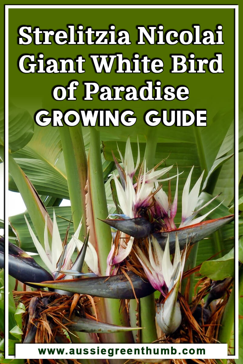 Strelitzia Nicolai Giant White Bird of Paradise Growing Guide