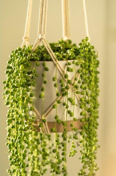 String of Pearls are perfectly photogenic, but can sometimes be tricky to keep alive