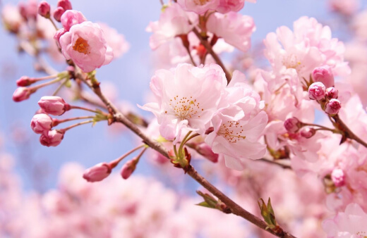 Sweet cherry trees, Prunus Avium, are native to Europe and Asia and are part of the same family as wild Plums.