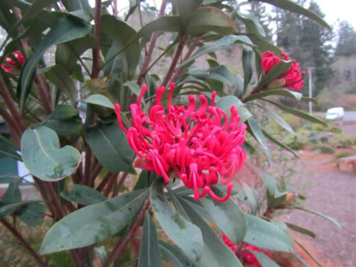 Telopea Oreades also referred to as gippsland waratah, has tube-like flower petals and can reach as much as 3 metres tall