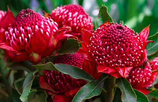 Telopea Speciosissima (NSW Waratah or New South Wales Waratah) is a particularly showy cultivar with large red blooms and green, oblong leaves