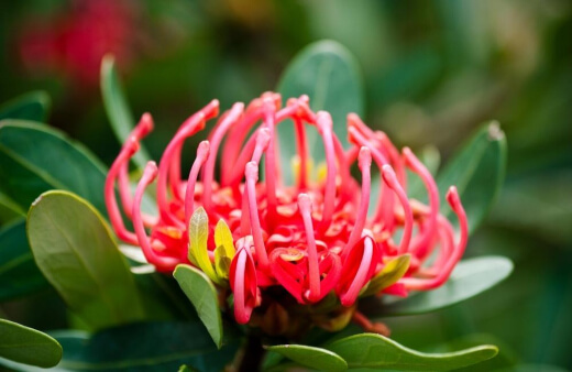 Telopea Truncata is also referred to as the Tasmanian Waratah, is an upright growing shrub which can reach as much as 3 metres tall