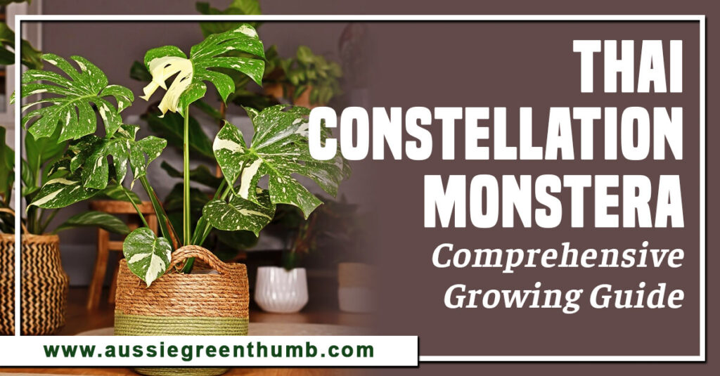 Thai Constellation Monstera Comprehensive Growing Guide