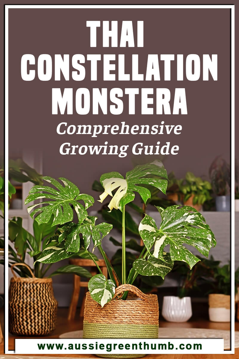 Thai Constellation Monstera Comprehensive Growing Guide
