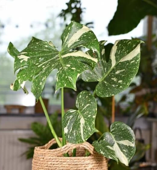 Thai Constellation Monstera is possibly the most popular and most widely available variegated monstera