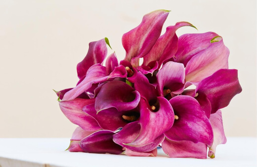 The most common meaning for Calla Lilies is purity, holiness, and faithfulness